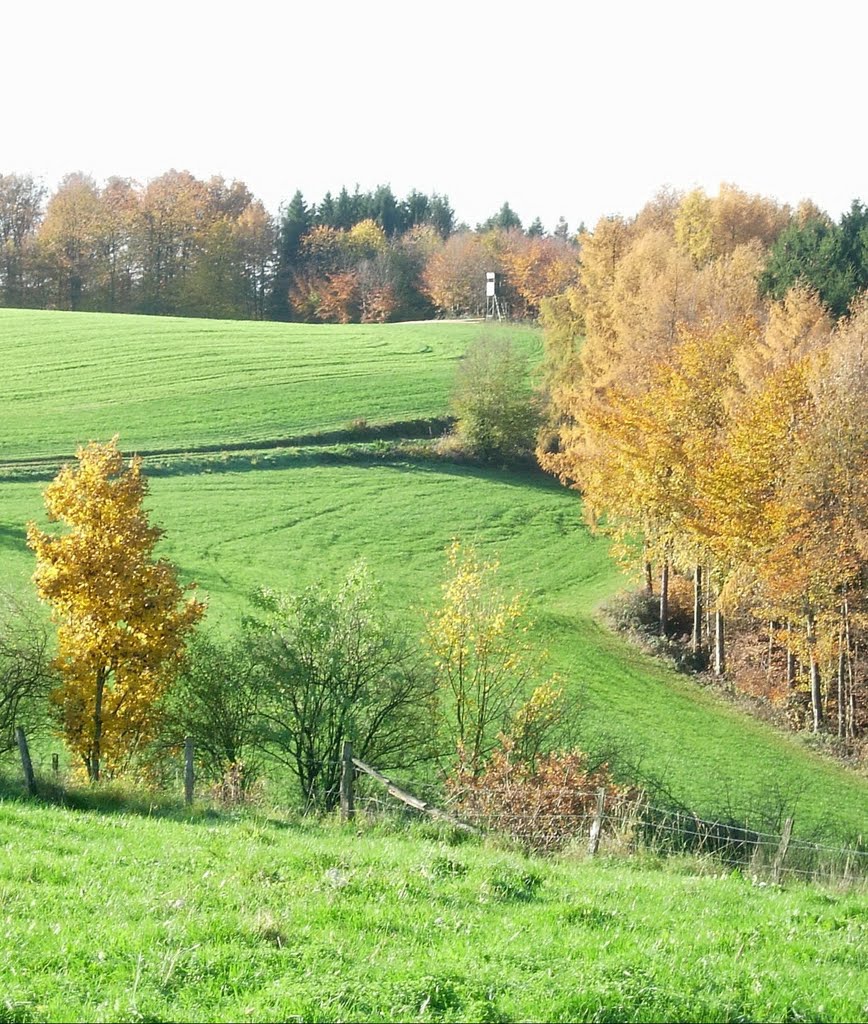 Strick - Bleckers Buchen