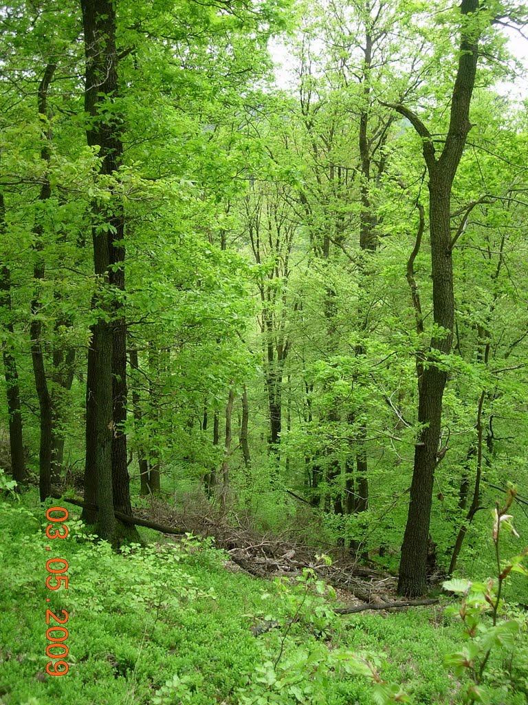 Eichen- Buchenwald mit Naturverjüngung