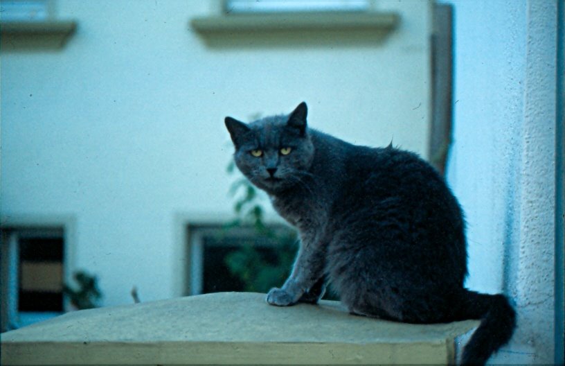 ne deutsche mieze katze