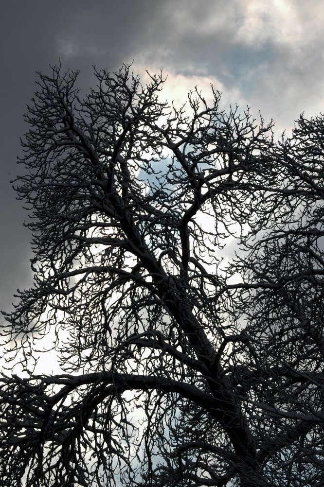 Tree of Death