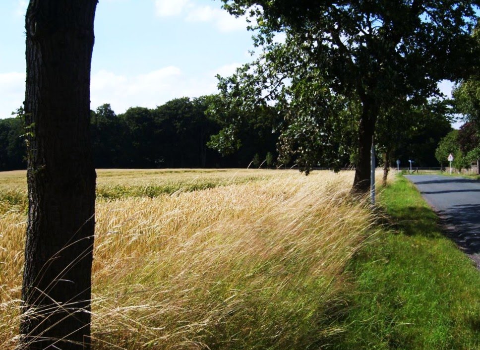 Ostberge im Sommer