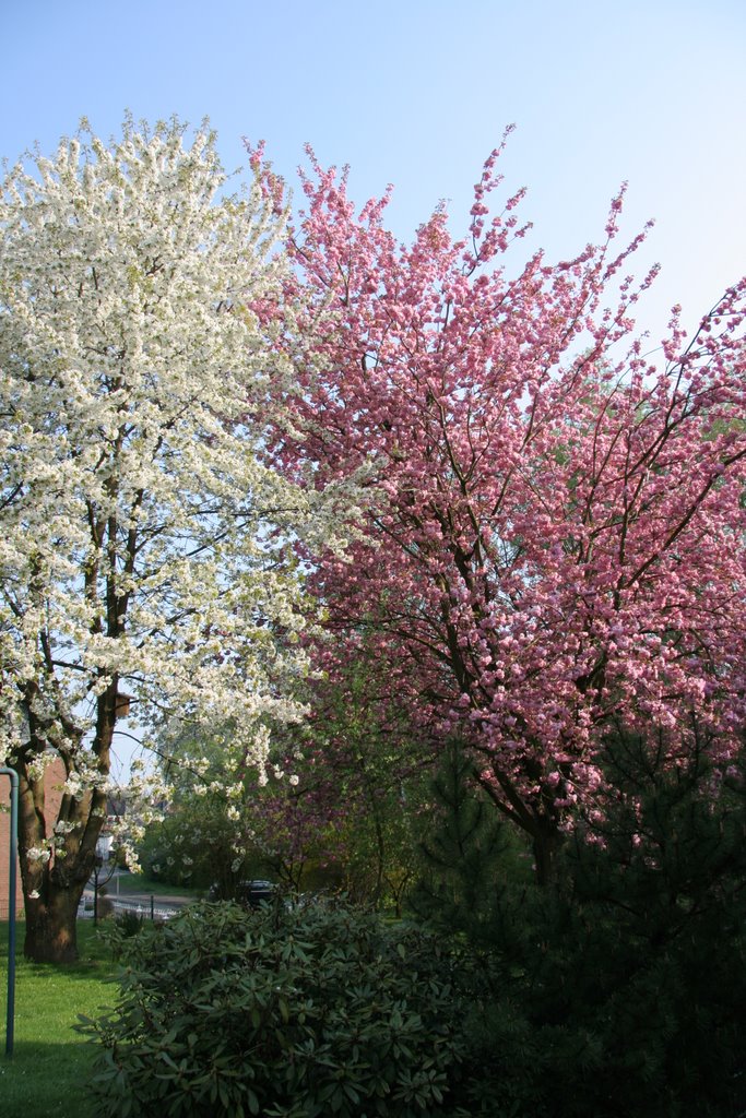 Kirschblüte