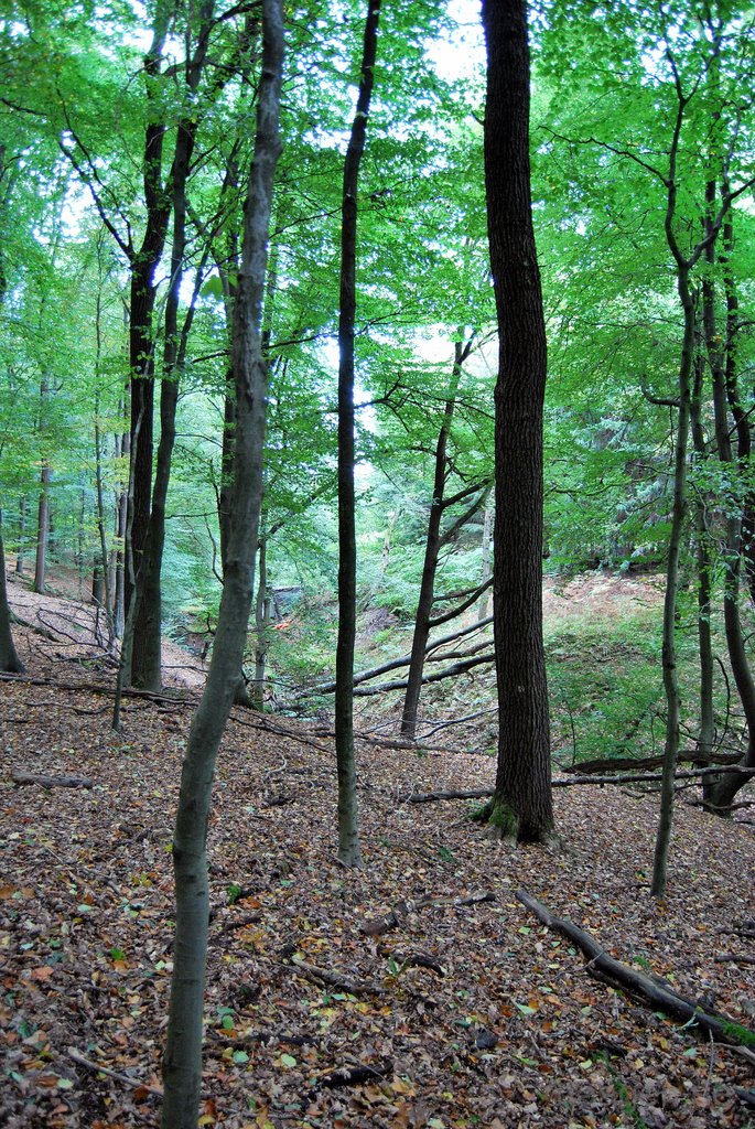 Aplerbecker Mark Forrest View From Ruhr (M)