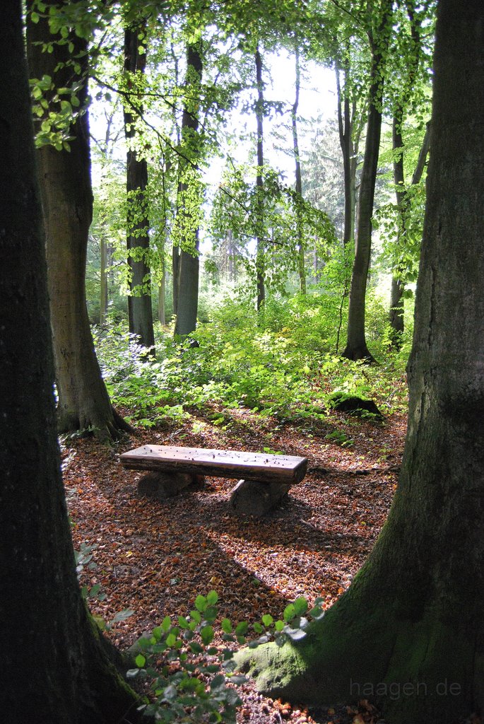 Framed Forrest @ Aplerbecker Mark (Dortmund)