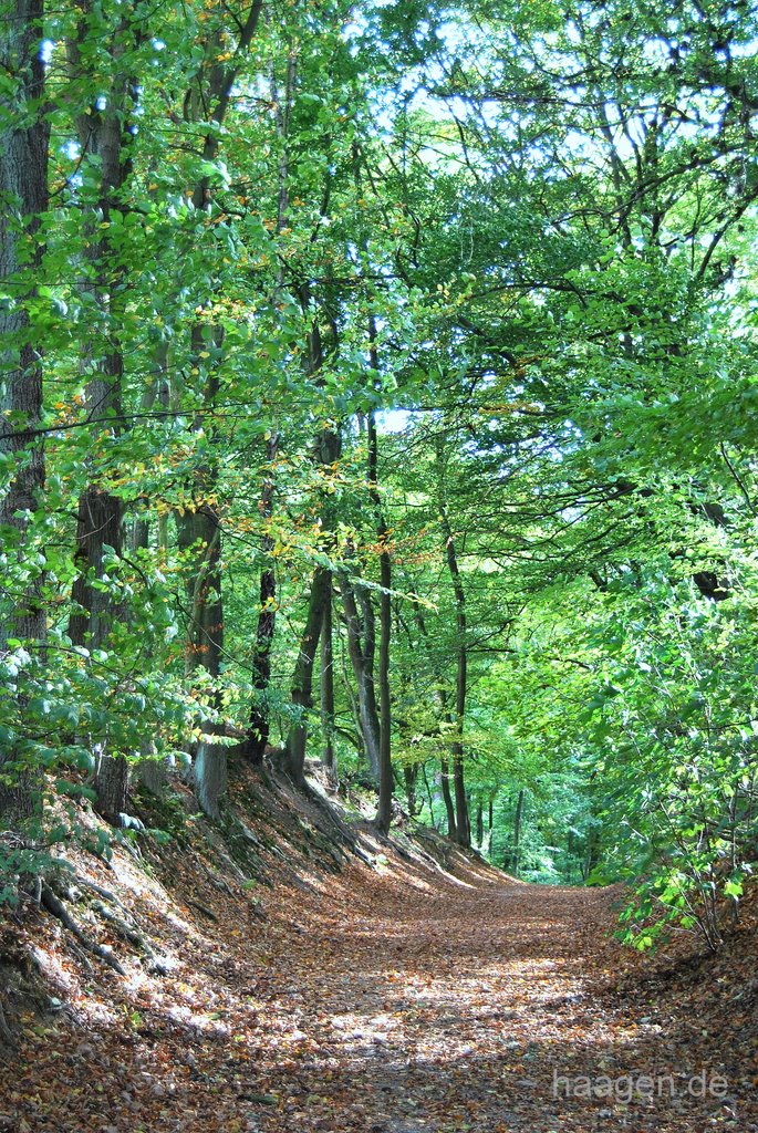 Hohlweg im Herbst am Aplerbecker Wald (DO)