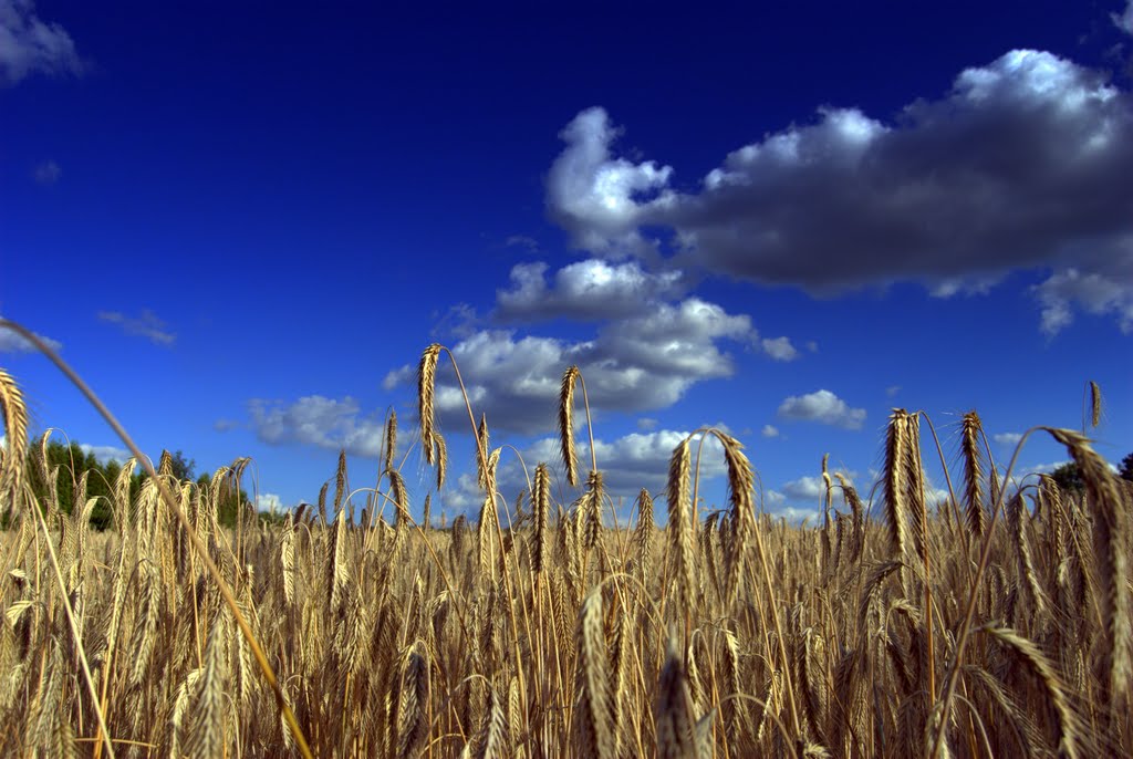 Blue Wheat in the High Skies of DO - Aplerbeck Ruhr Location Aplerbecker Mark Leisure Field