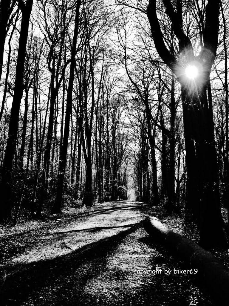 Rays of light in black and white