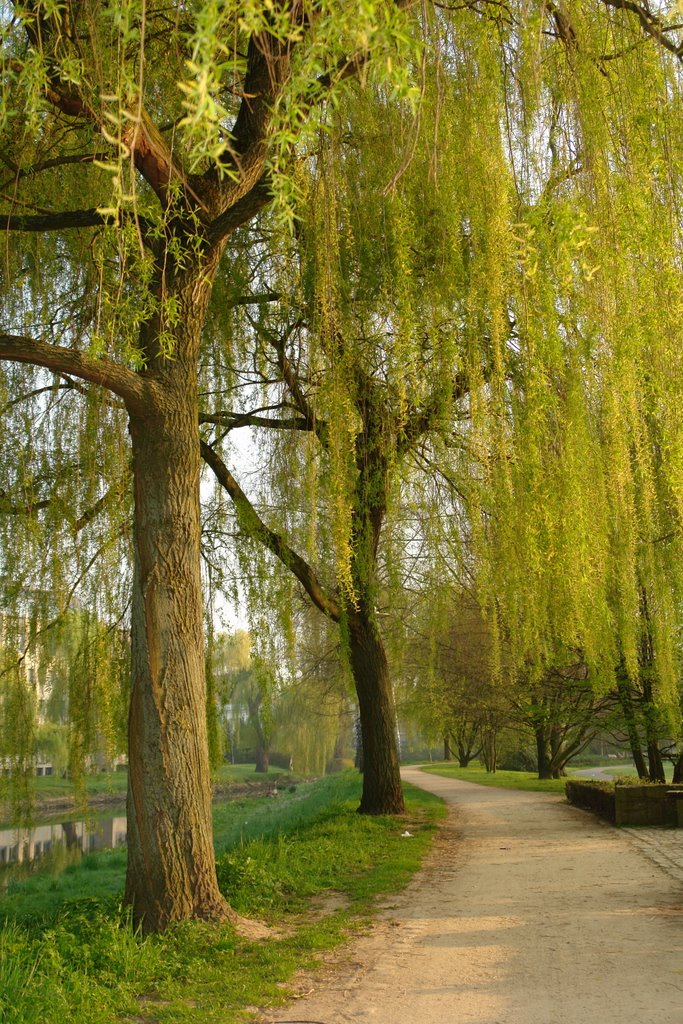 Aawiesen-Park in springtime, Herford