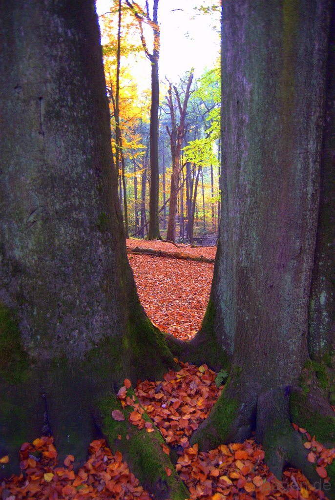 Bäume im roten See - Trees In The Red Sea (Herbstfarben aus der Ruhr Metropole)