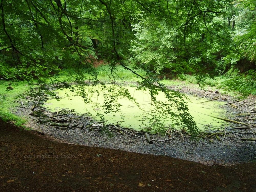 Schwerter Wald, Teich im Hochsommer
