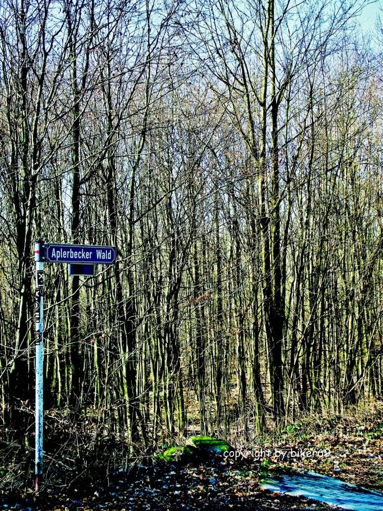 Aplerbecker Wald / Forest of Aplerbeck