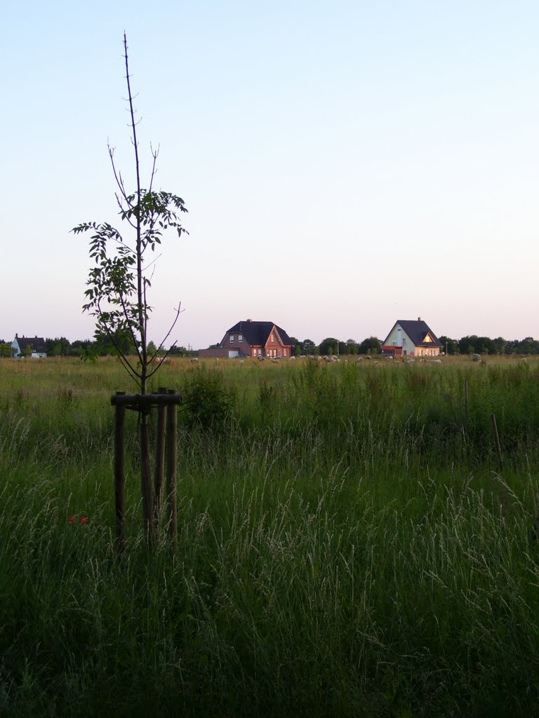 Pflaumallee Sommer 2010
