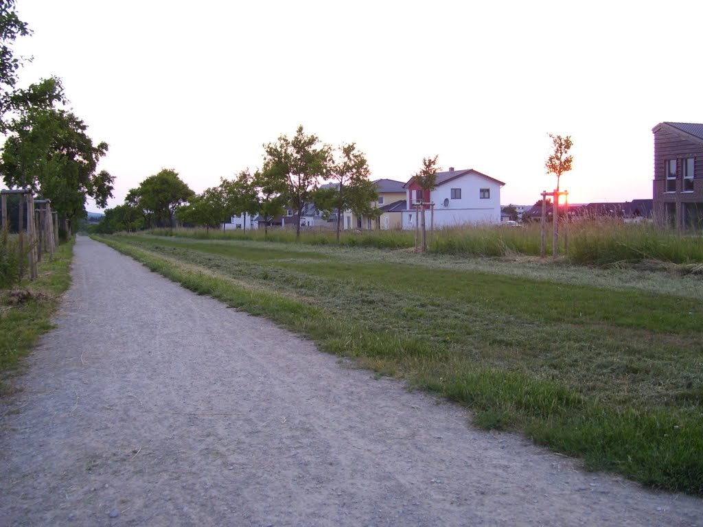 Pflaumallee Sommer 2010