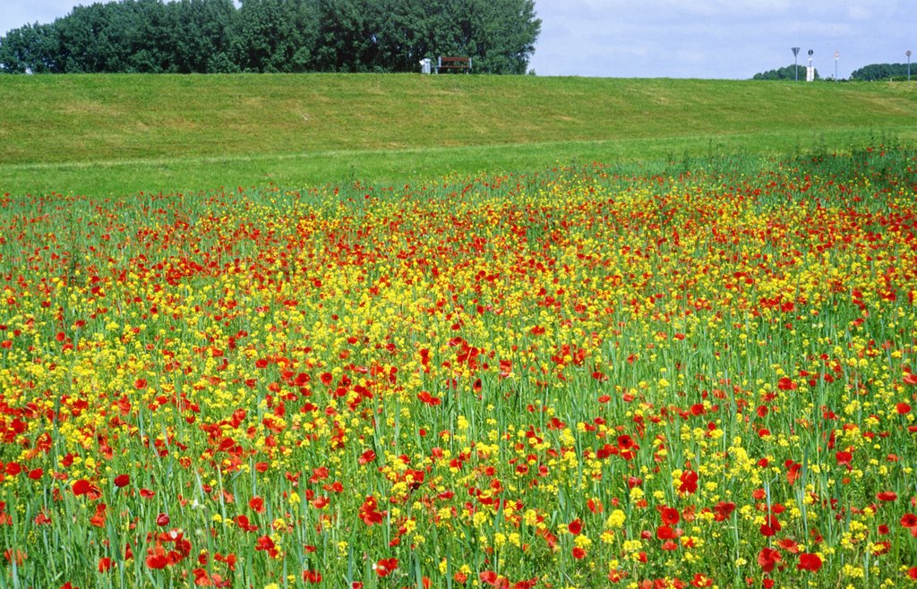 Ackerwildkräuter-Fläche(Ausgleichsmaßnahme) bei Rheidt(Niederkassel)