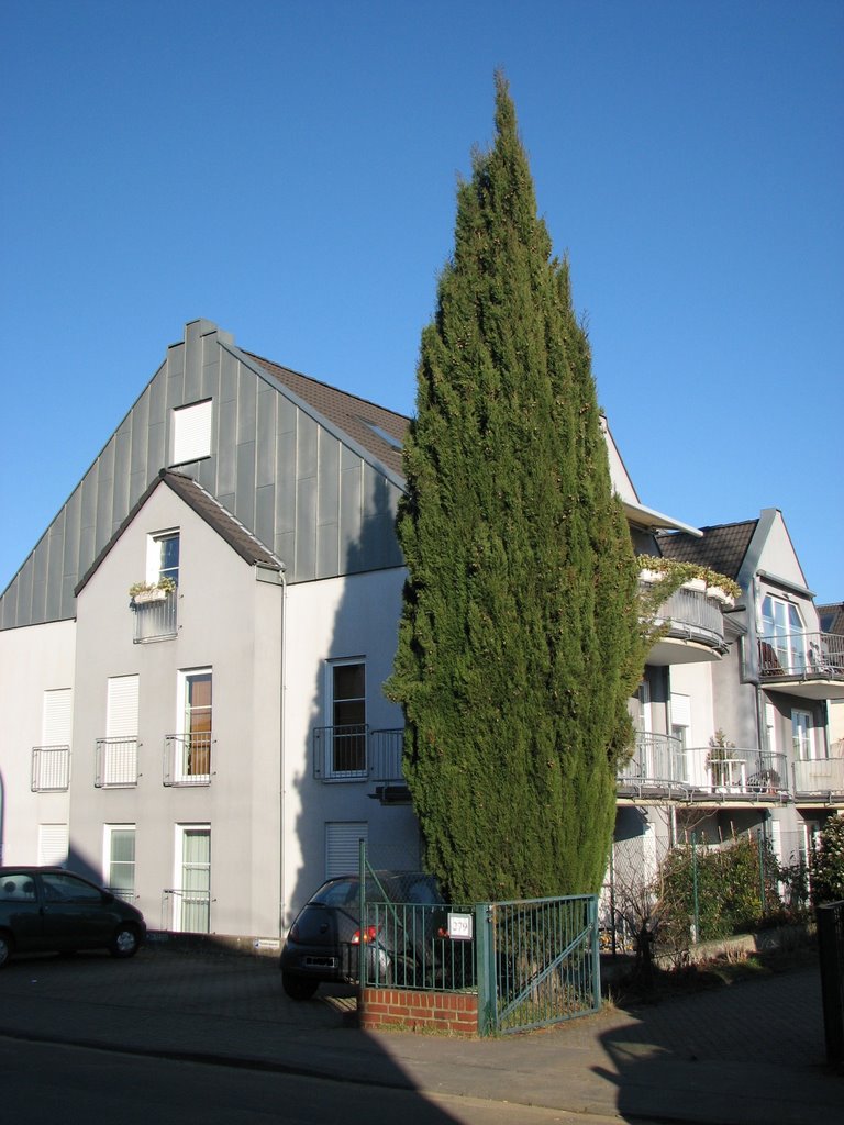 Haushohe Zypresse