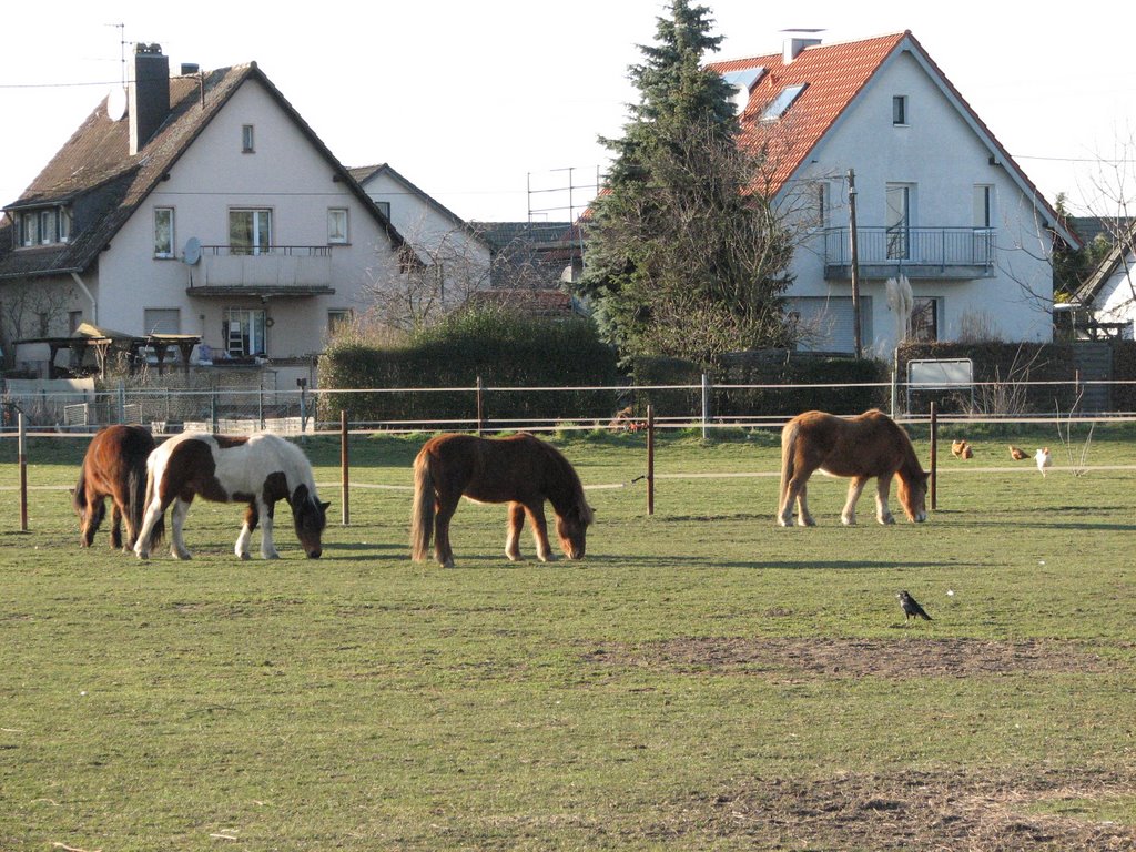 Pferde