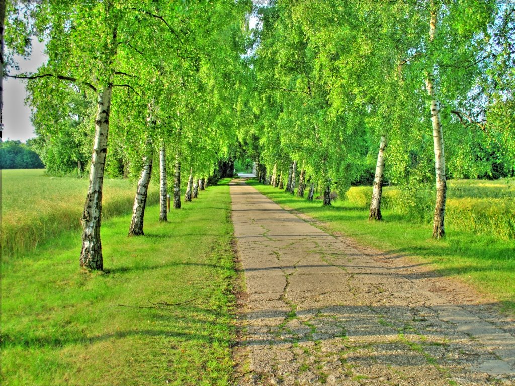 Der Weg zum Bauernhof