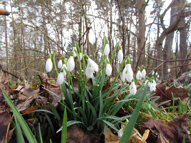 Frühlingsboten