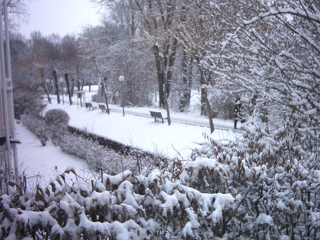 weiden - neve