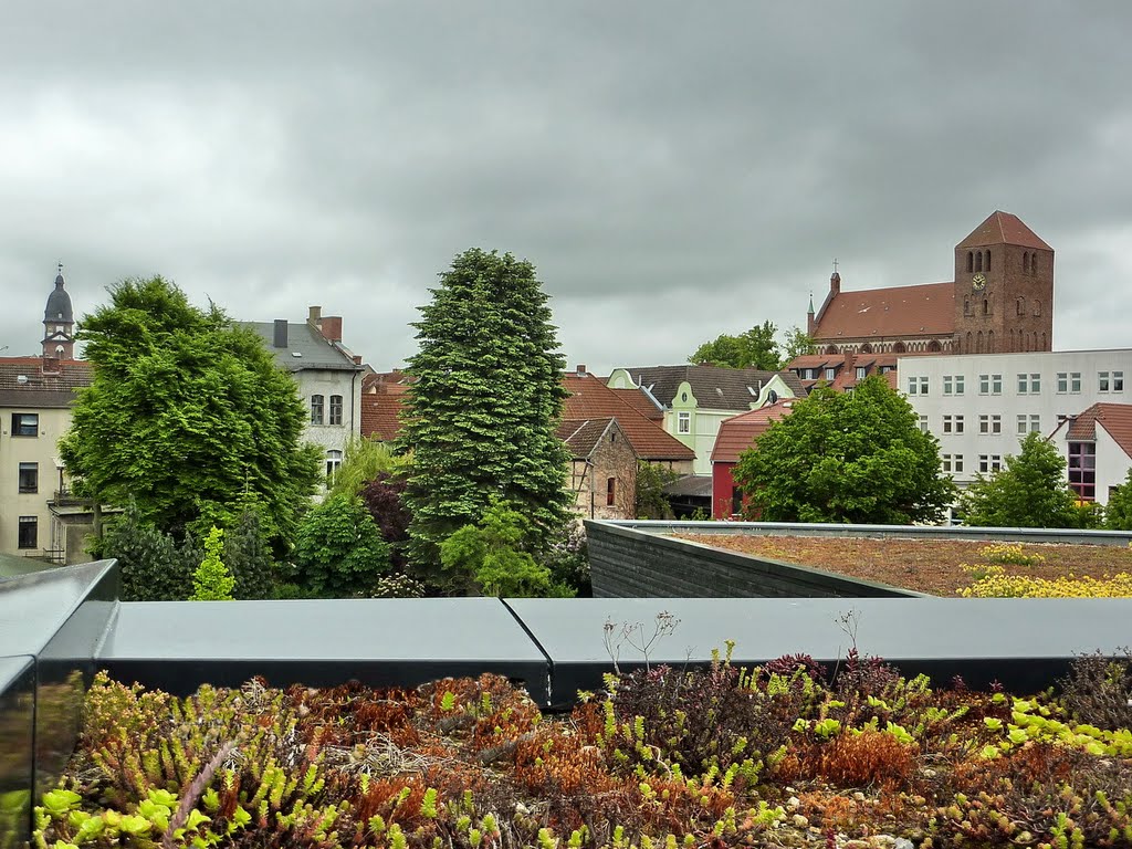 Extensive Begrünung auf dem Dach des Müritzeums in Waren