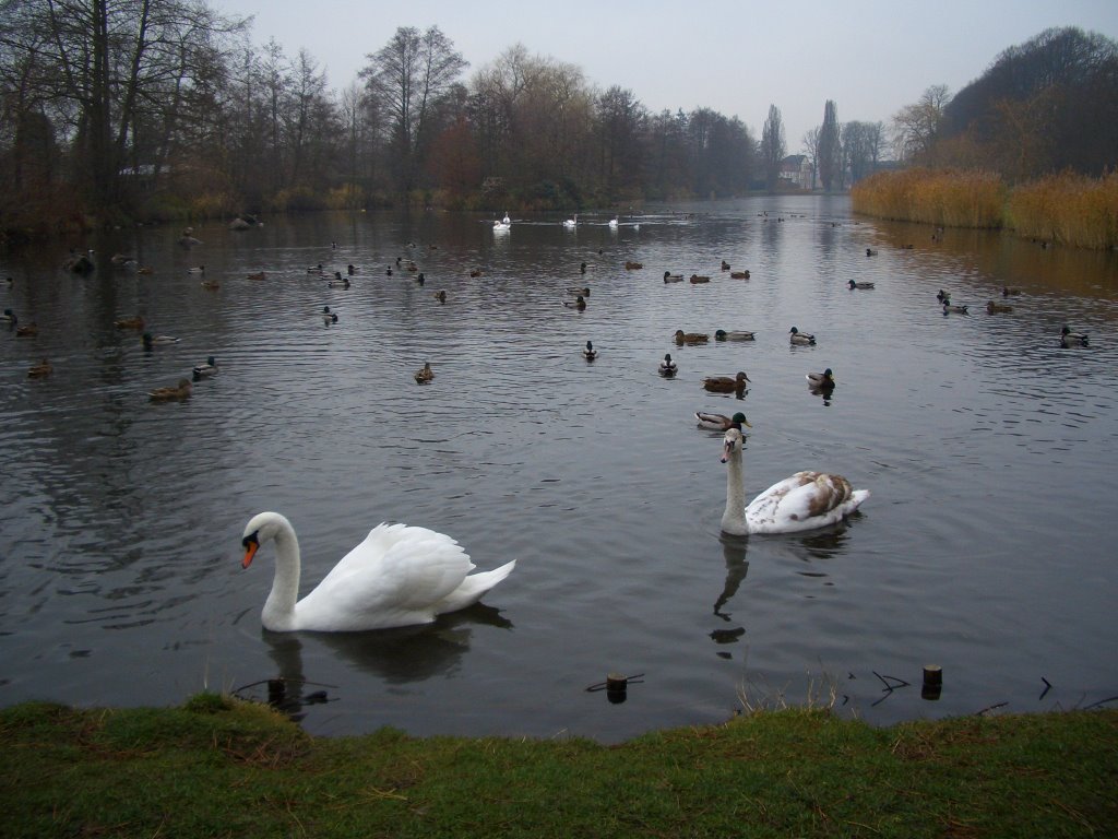 Enten und Schwäne auf dem Stadtgraben
