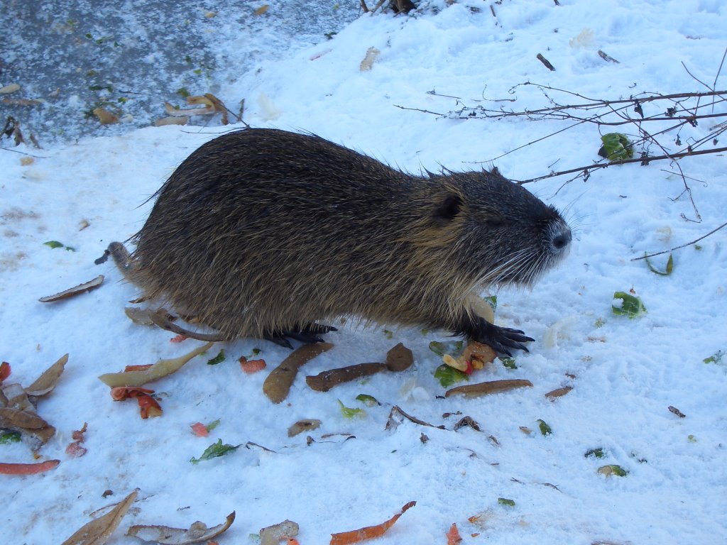 Ondatra zibethicus (Bisamratte)