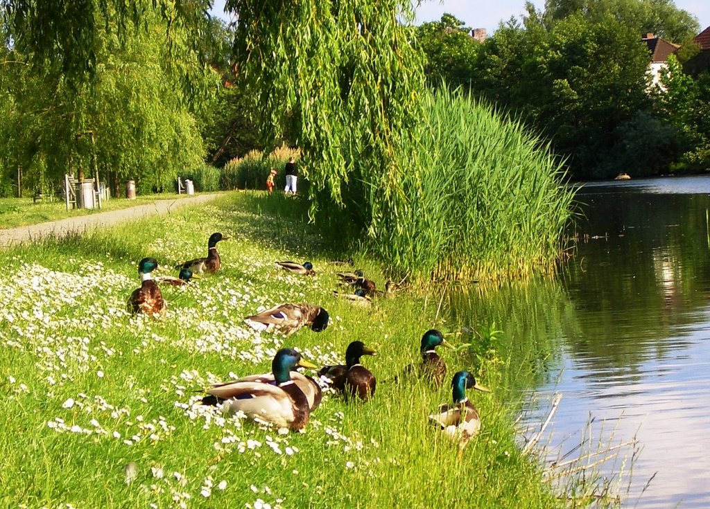 Enten am Stadtgraben beim Sonnenbaden