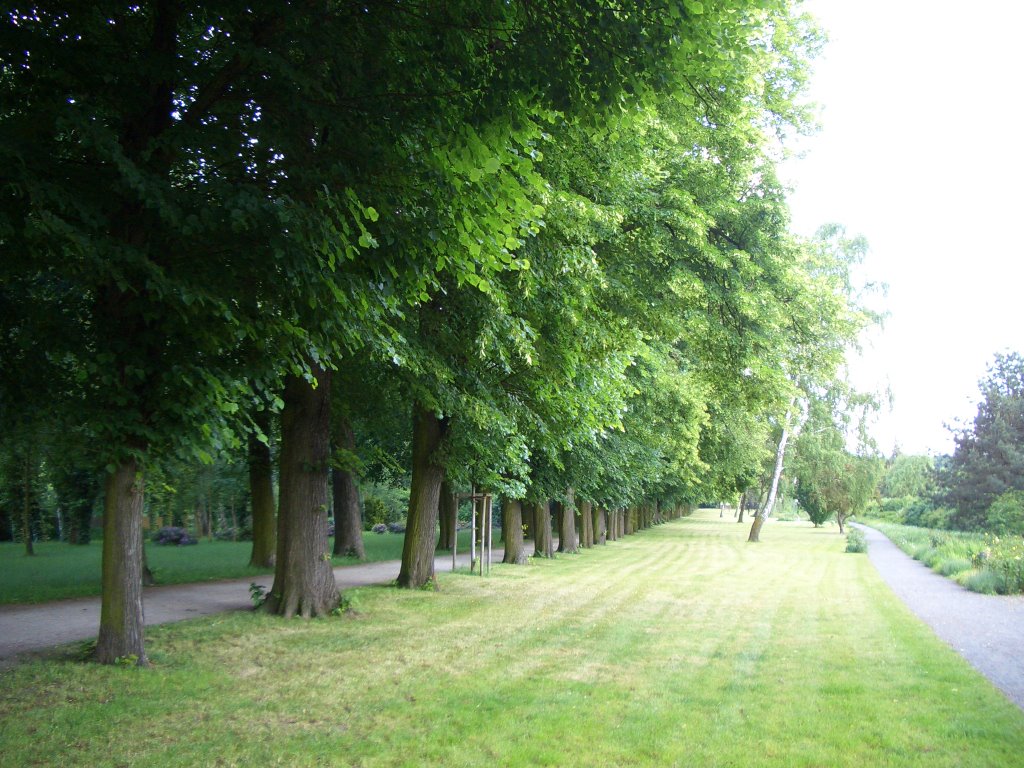 Allee auf dem Stadtwall