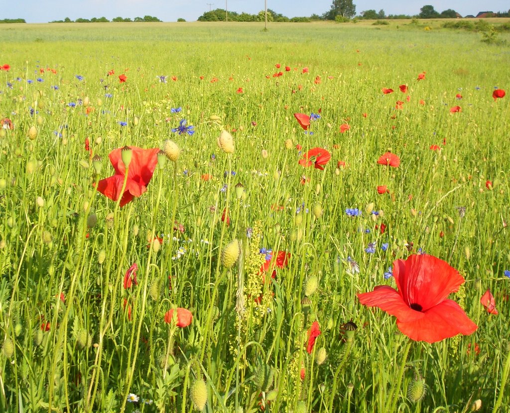 Wildblumenwiese