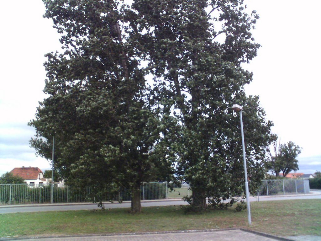 Ein Baum bei Wap-waschbär