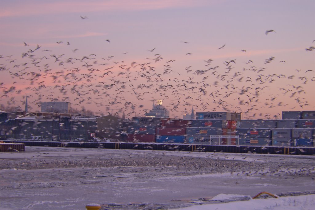 Seagulls @ Dortmund Harbor (Ruhr Metropolis) Skyline Harenberg Building, Florian + U-Tower