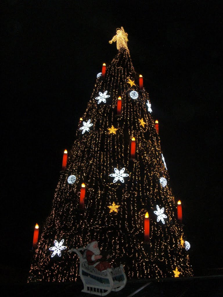 Weihnachtsmarkttanne 2010