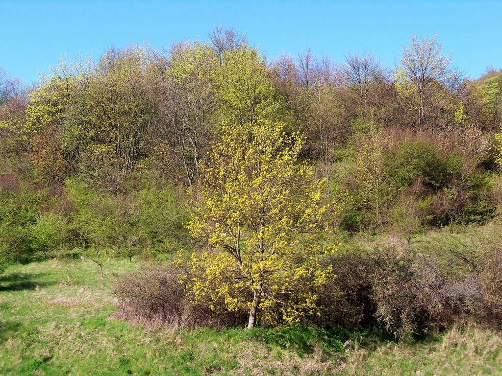 der Frühling kommt nach Sassnitz...