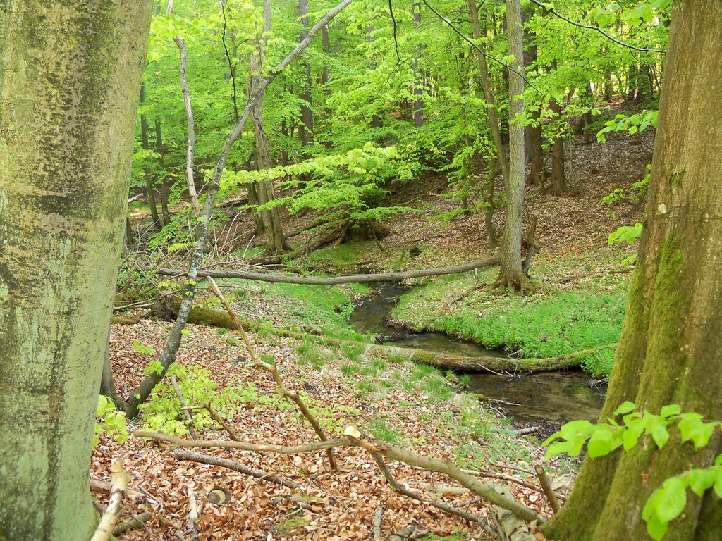 Nationalpark Jasmund im Frühling -