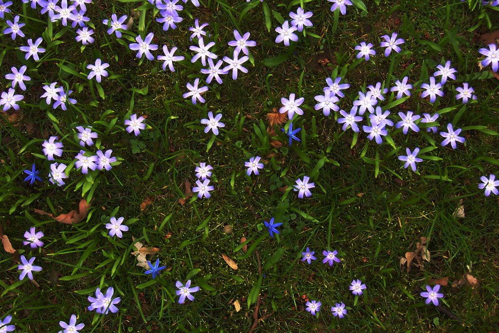blau