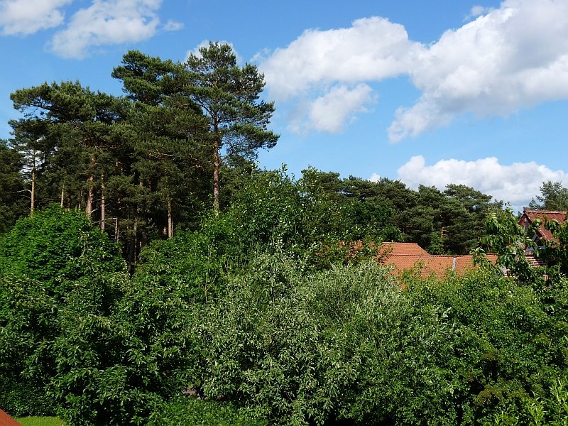 Naturpark Altenlingener Forst