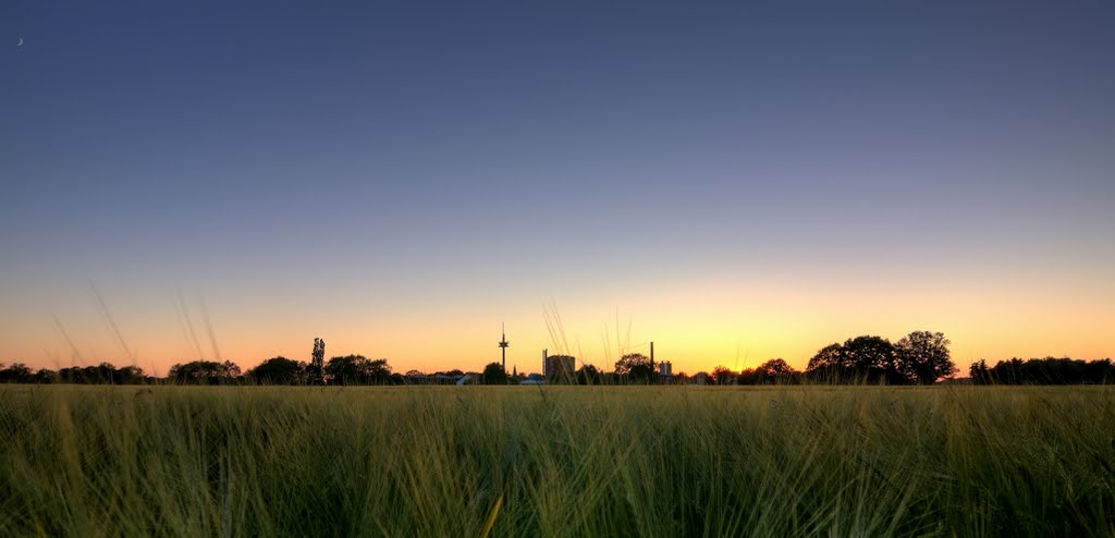Getreidefeld Lingen Schepsdorf