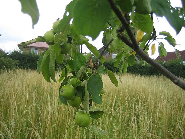 Apple farm in Lingen