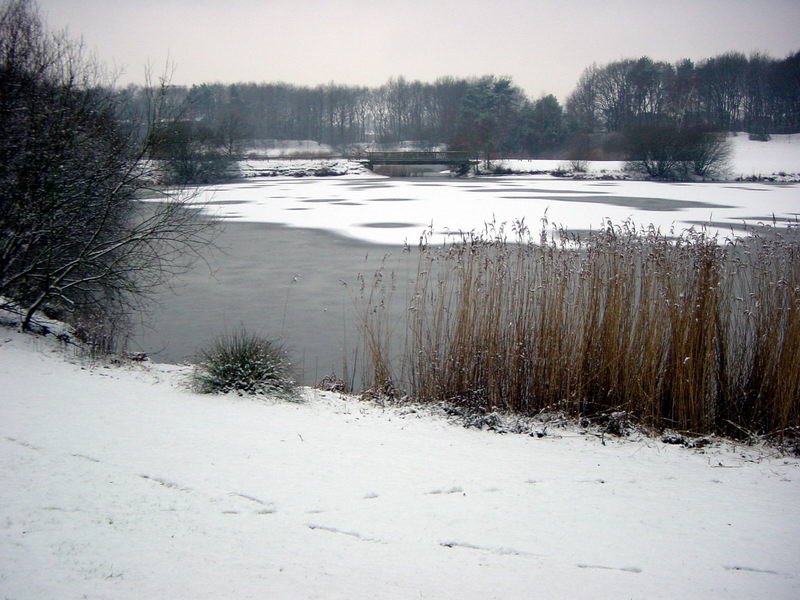 Telgenkamp See Lingen im Winter