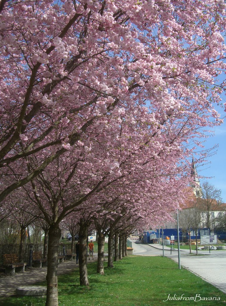 spring 2011