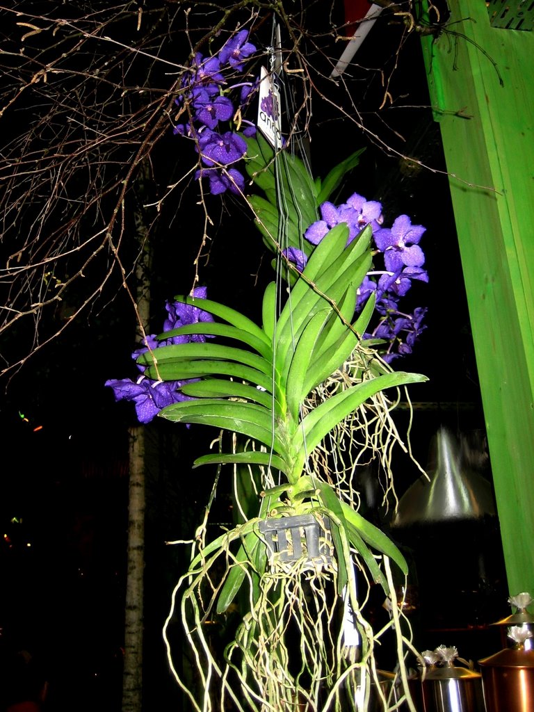 "Hängende Orchidee" Blumenschau Oldenburg 2009