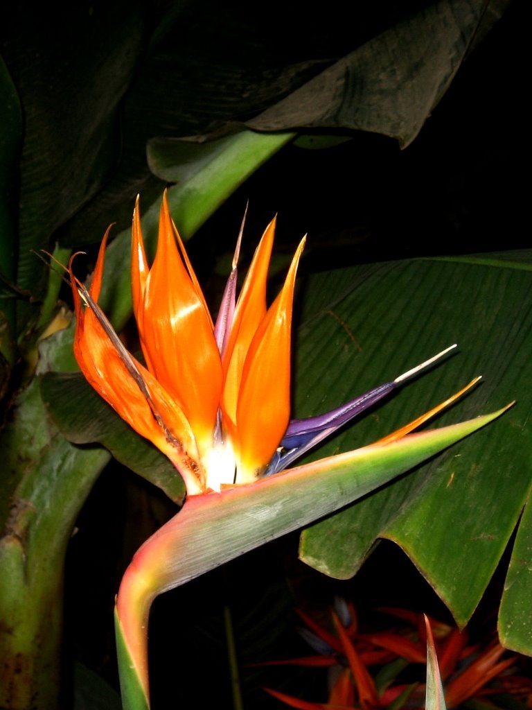 "Strelitzie" Blumenschau Oldenburg 2009