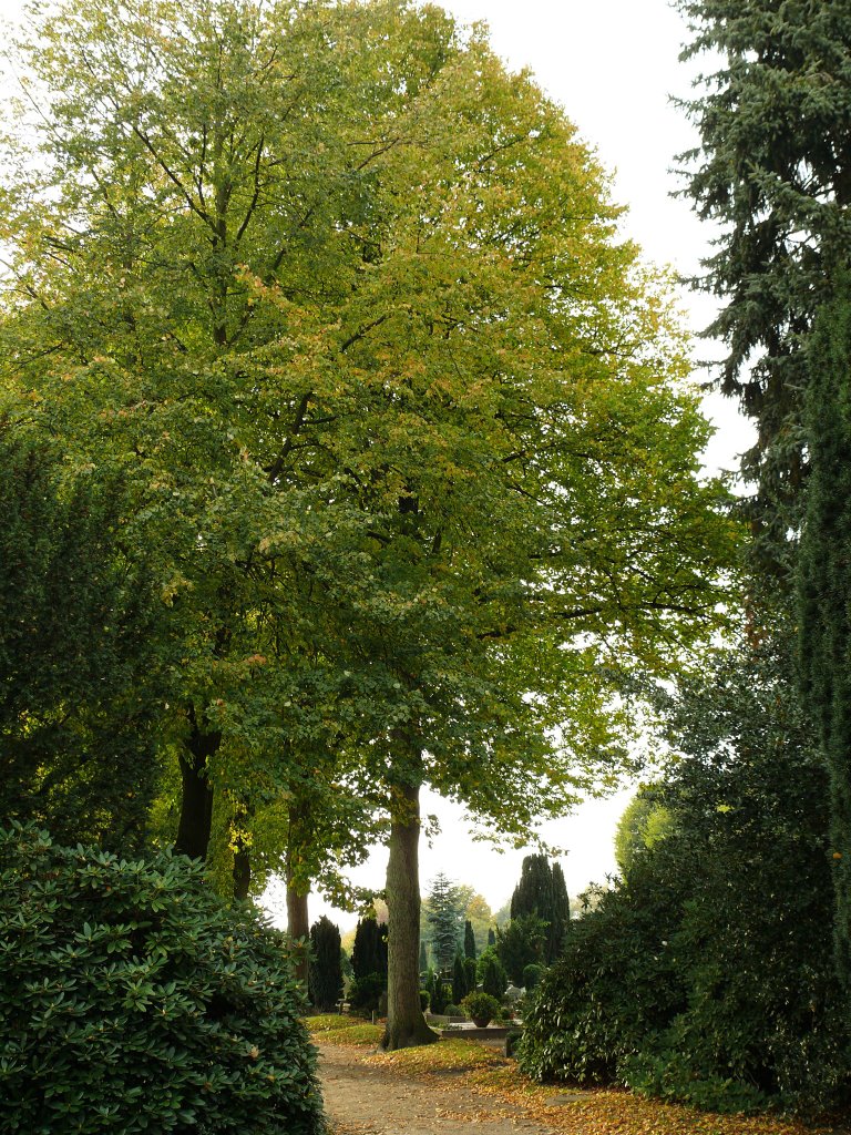Oldenburg Neuer Friedhof