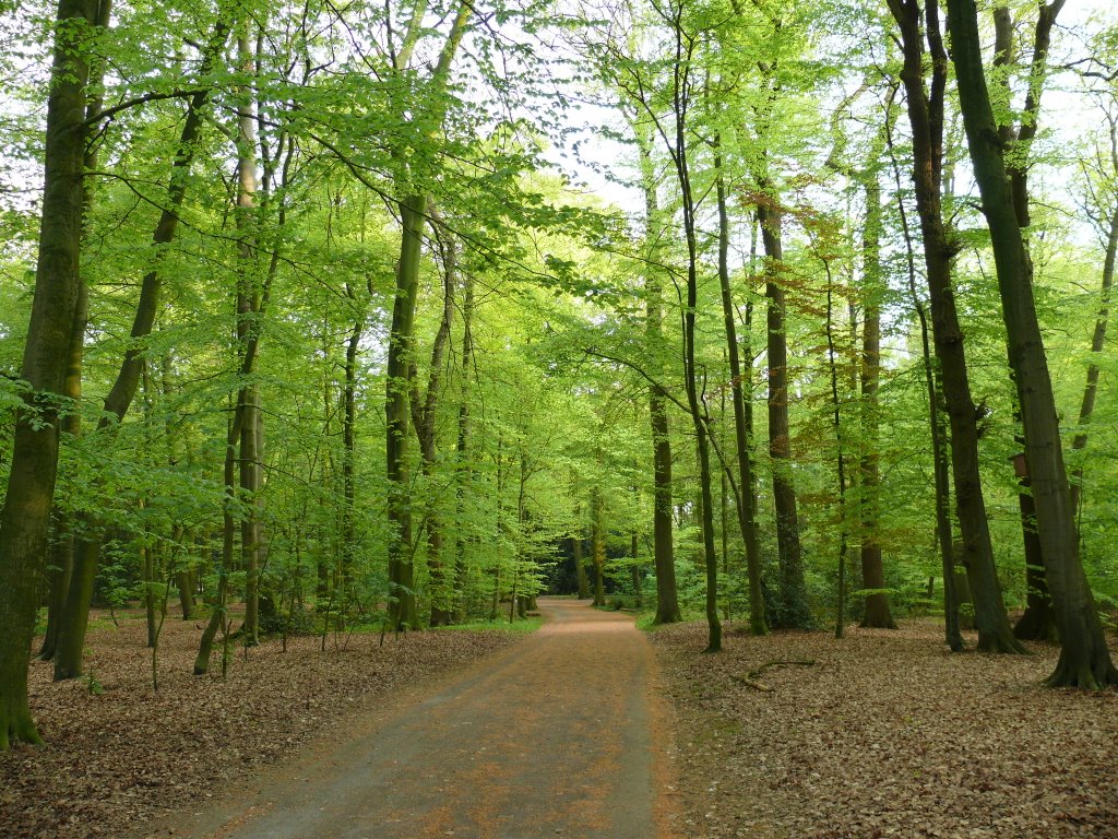 Oldenburg Eversten Holz
