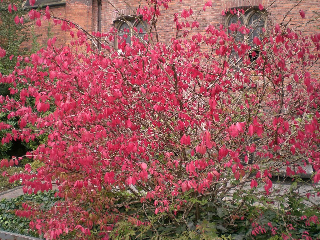 Korkflügelstrauch (Euonymus alatus) (September 2007)