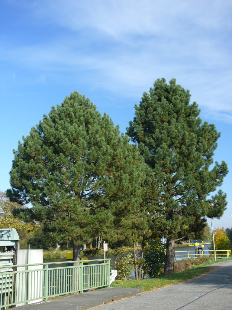 Oldenburg, Achterdiek - Kiefern am Küstenkanal