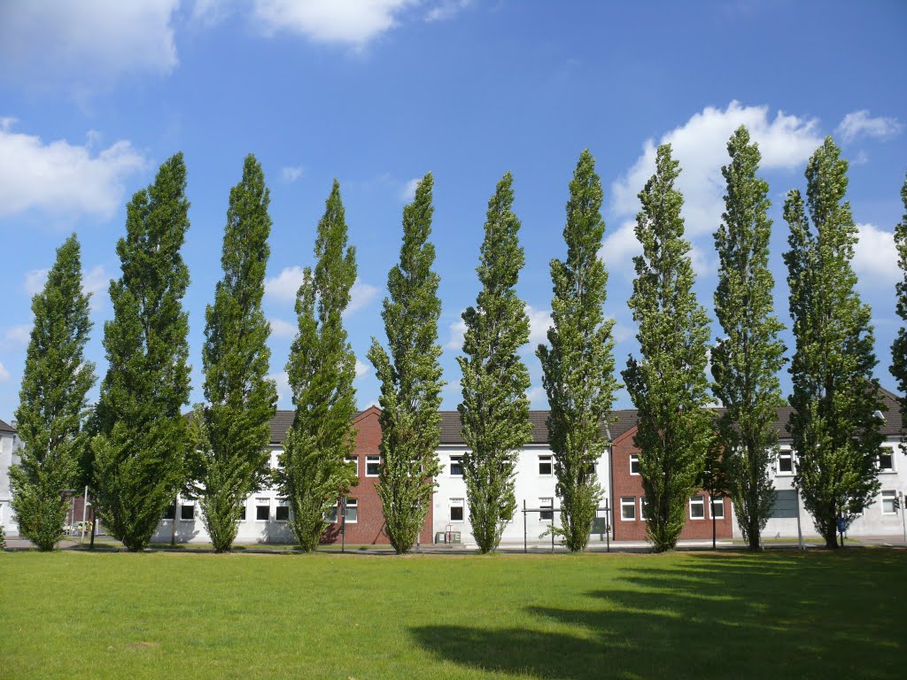 Oldenburg Stau Pappelreihe (Mai 2009)