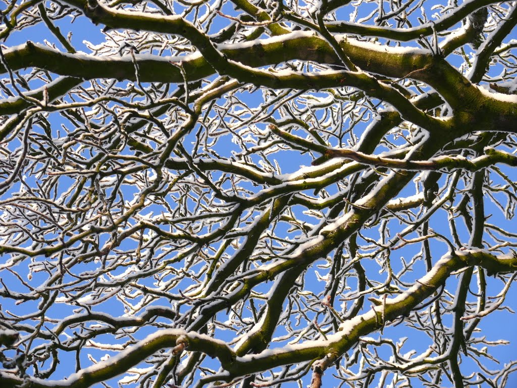 Baum mit schneebedeckten Ästen