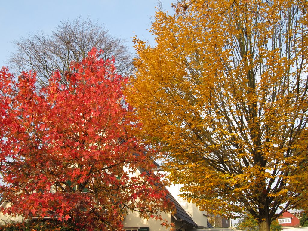 Bäume in Herbstfärbung
