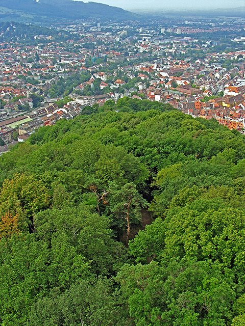 Schlossbergwald